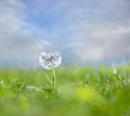 Dandelion in green grass on blue bright sky Royalty Free Stock Photo