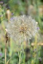 Dandelion and green grass Royalty Free Stock Photo