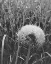 Dandelion. green grass in the field. Black and white.