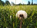 Dandelion. green grass in the field. Summer Royalty Free Stock Photo