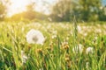 Dandelion in green grass in a field at sunset Royalty Free Stock Photo