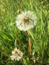 Dandelion in green grass Royalty Free Stock Photo