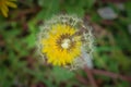 Dandelion in green grass in nature.Flower Royalty Free Stock Photo