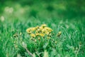 Dandelion green grass on spring meadow Royalty Free Stock Photo