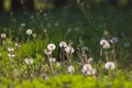 Dandelion green grass on spring meadow Royalty Free Stock Photo