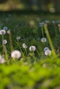 Dandelion green grass on spring meadow Royalty Free Stock Photo