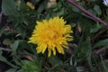 Dandelion in green grass. Spring time. Sunny day. Yellow flower in the forest. First flowers in spring Royalty Free Stock Photo