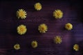 Dandelion in green grass. Spring time. Sunny day. Yellow flower in the forest. First flowers in spring Royalty Free Stock Photo