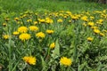 Dandelion in green grass. Spring time. Sunny day. Yellow flower in the forest. First flowers in spring Royalty Free Stock Photo