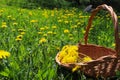 Dandelion in green grass. Spring time. Sunny day. Yellow flower in the forest. First flowers in spring Royalty Free Stock Photo