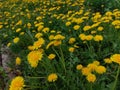 Dandelion in green grass. Spring time. Sunny day. Yellow flower in the forest. First flowers in spring Royalty Free Stock Photo