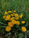 Dandelion in green grass. Spring time. Sunny day. Yellow flower in the forest. First flowers in spring Royalty Free Stock Photo