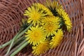 Dandelion in green grass. Spring time. Sunny day. Yellow flower in the forest. First flowers in spring Royalty Free Stock Photo