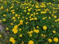 Dandelion in green grass. Spring time. Sunny day. Yellow flower in the forest. First flowers in spring Royalty Free Stock Photo