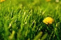 Dandelion in green grass Royalty Free Stock Photo