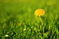 Dandelion in green grass Royalty Free Stock Photo