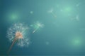 Dandelion in Green horizontal blur backdrop. Bokeh light on summer season illustration. Closeup blowball with flying