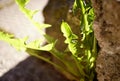 dandelion green leaf close-up sunlight stone