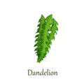 Dandelion green leaves