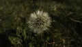 dandelion on a green meadow Royalty Free Stock Photo