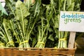 Dandelion Greens Royalty Free Stock Photo