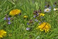 Dandelion, ground ivy and daisies