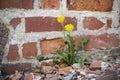 Dandelion growing near red brick wall in stones