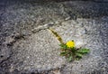 Dandelion growing outside of hard terrain