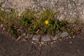 Dandelion growing on a sidewalk at a wall Royalty Free Stock Photo