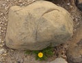 Dandelion growing in spite of large rock Royalty Free Stock Photo