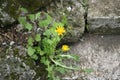 Dandelion grown through stones