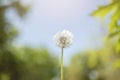 Dandelion grows on a green field in spring. Natural white flower Royalty Free Stock Photo