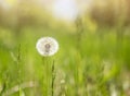 Dandelion grows on a green field in spring. Natural white flower Royalty Free Stock Photo