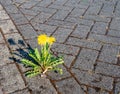 Dandelion grows on a patio Royalty Free Stock Photo
