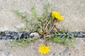 Dandelion grows through stone Royalty Free Stock Photo