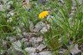 Dandelion grows through stones Royalty Free Stock Photo