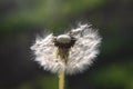 Dandelion is half blown away by the wind Royalty Free Stock Photo