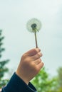 Dandelion in the hand of a child close-up Royalty Free Stock Photo