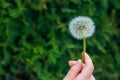 Dandelion in the hand of a child close-up Royalty Free Stock Photo