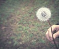 Dandelion in hand