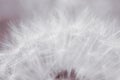 Dandelion hat with seeds closeup. Light summer floral background. Airy and fluffy wallpaper. Tinted backdrop. Dandelion fluff Royalty Free Stock Photo