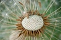 Dandelion head. Royalty Free Stock Photo