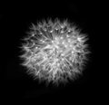 Dandelion head black and white Royalty Free Stock Photo