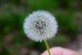 Dandelion