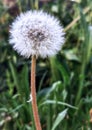 Dandelion head closeup photo. Concept of natural beauty and fragility.