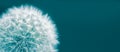 Dandelion head macro closeup photo isolated on a green cyan background in wide panorama format and large empty space Royalty Free Stock Photo
