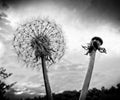 Dandelion head and seeds