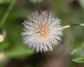 Dandelion head showing seeds ready to blow away