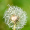 A Dandelion head shows a fleeting heart