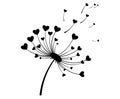 Dandelion with hearts. Black and white dandelion with flying seeds. Vector illustration of a summer flower. Silhouette Royalty Free Stock Photo